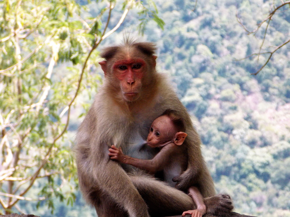 monkey breast feeding baby