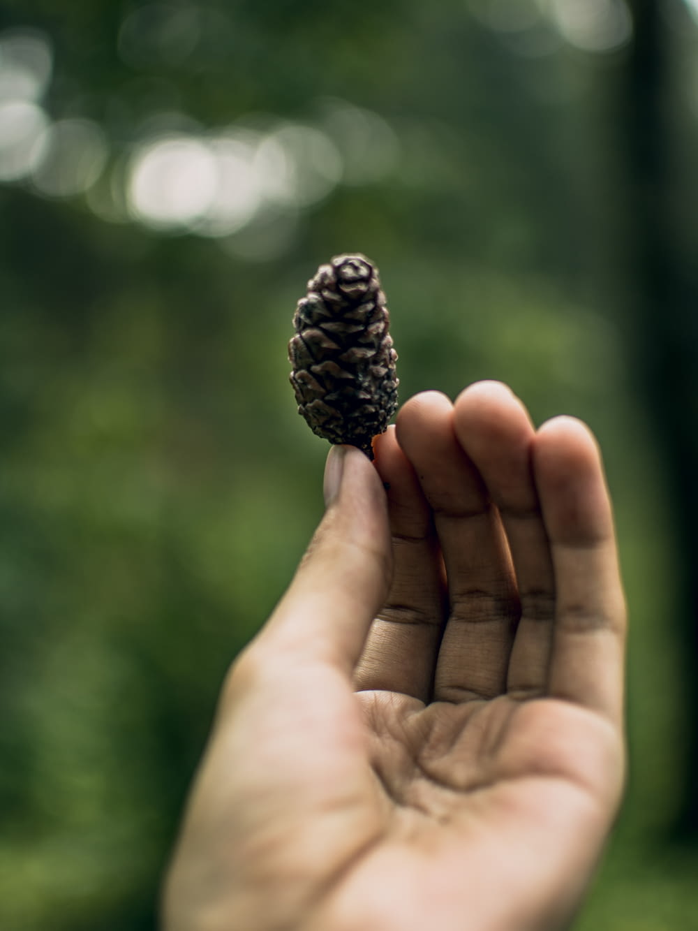 tilt shift photography of a person showing a pinecone