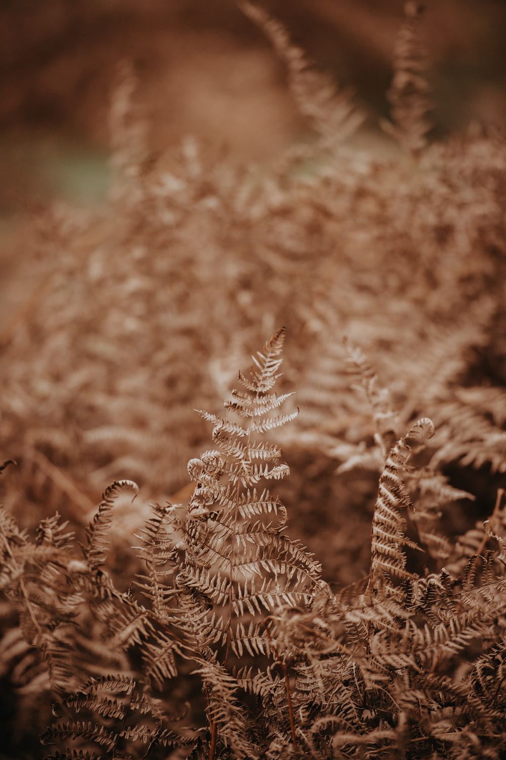 selective focus photography of plant