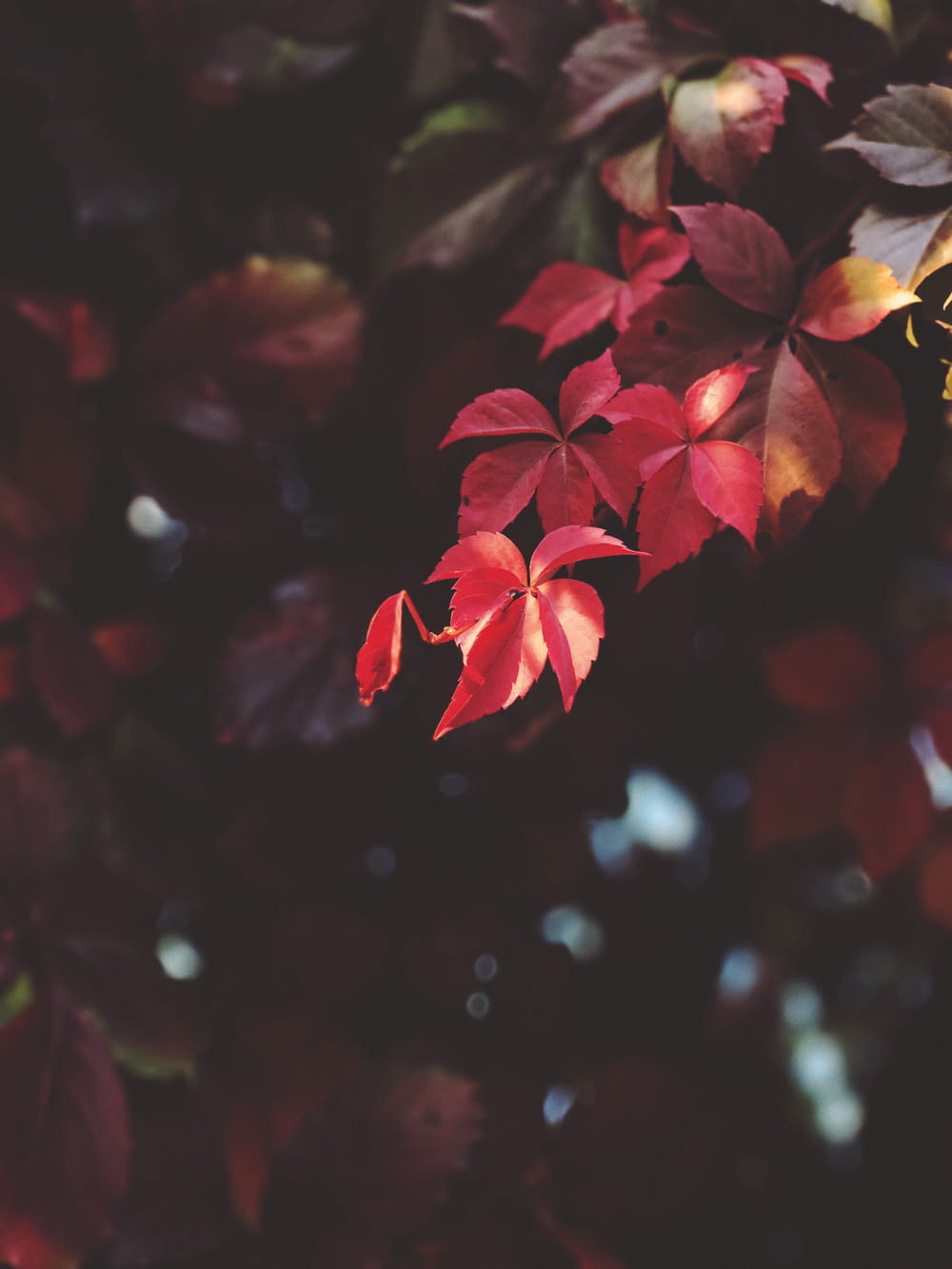 red leaves in shallow focus shot