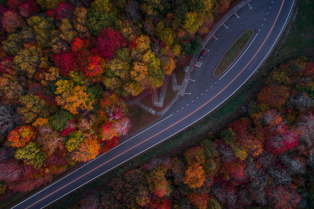 aerial photography of road and autumn trees during day