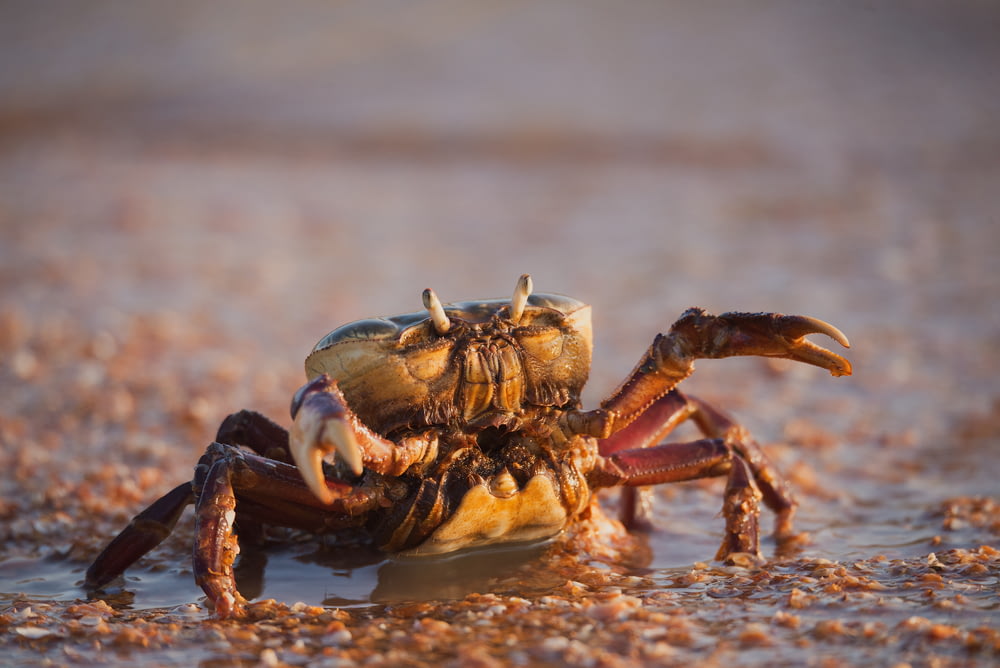 brown crab on body of water
