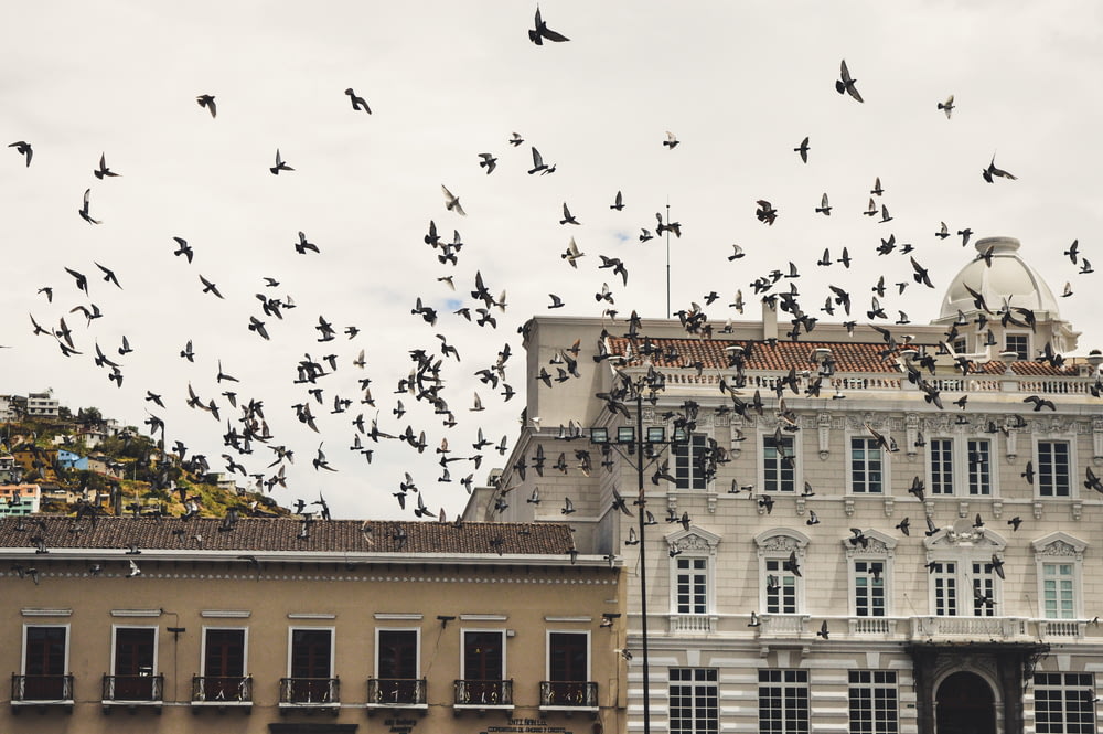 flock of black and white birds flying near concrete structure