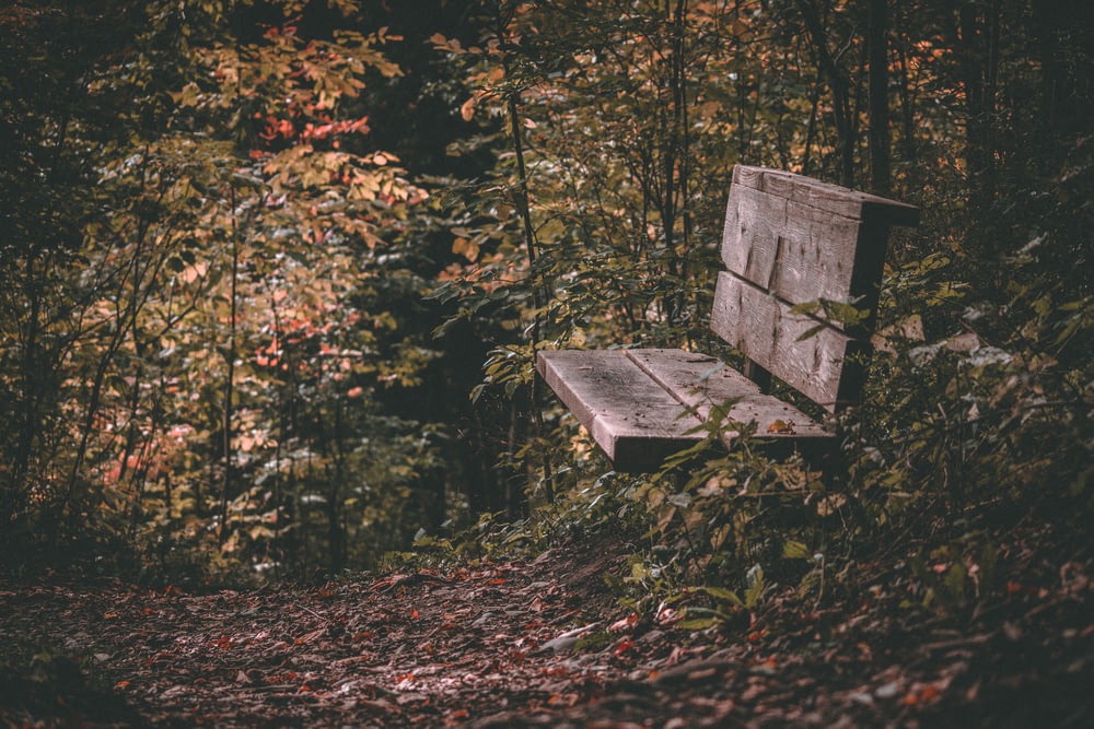 brown wooden bench on forest