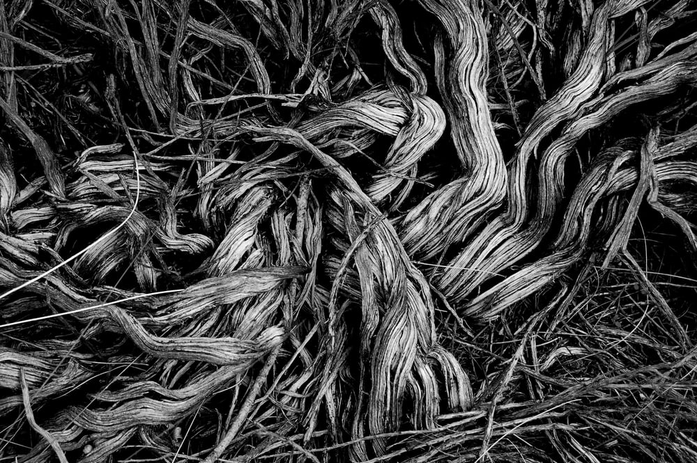 grayscale photograph of grass