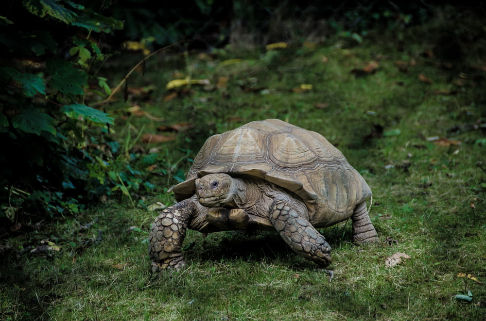 tortue grise marchant sur le champ d’herbe verte