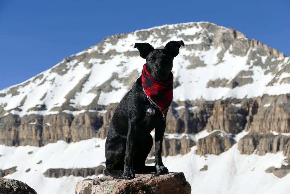 dog wearing scarf standing on rock