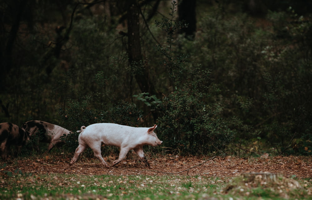 white pig walking on grass field