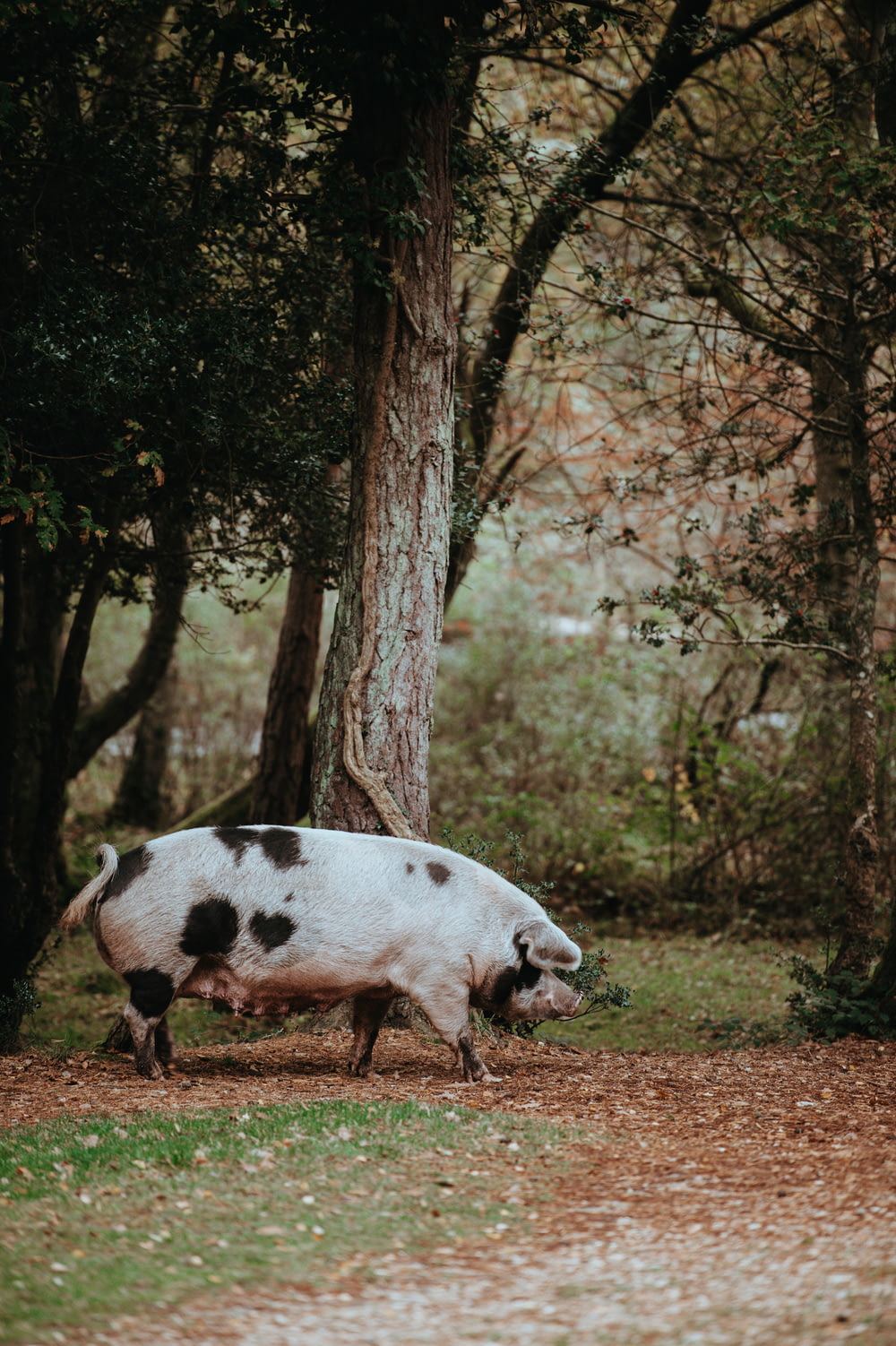 piglet in forest