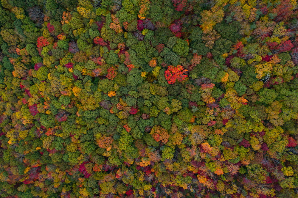 Vista aérea del bosque verde