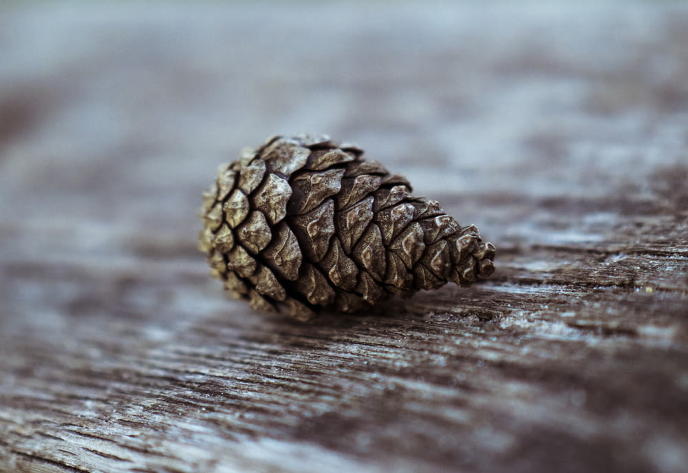pinecone on top of brown surface