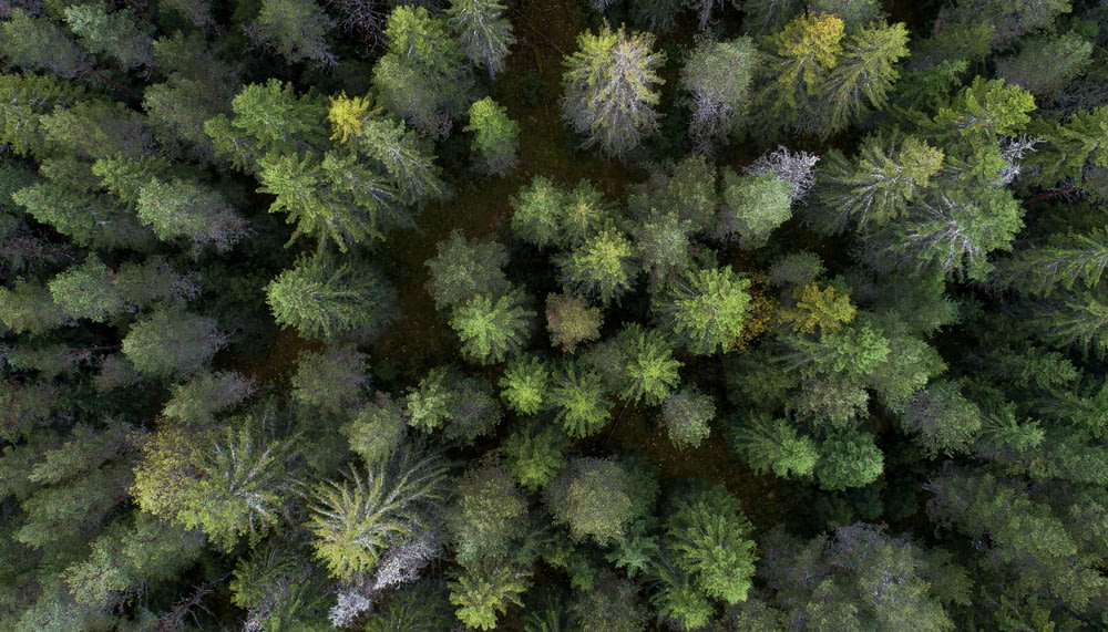 foto aerea di alberi