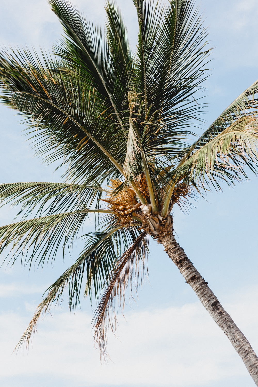 Foto di albero di cocco durante il giorno