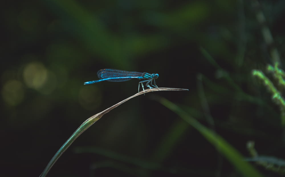 Blaue Libelle auf grünem Grasblatt