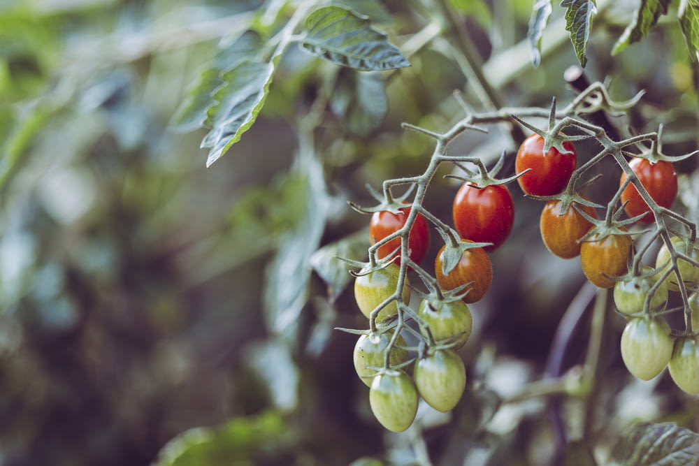 Nahaufnahme von Tomaten in verschiedenen Farben