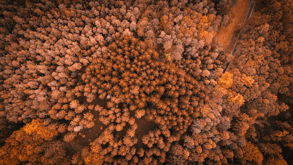 aerial photography of brown forest