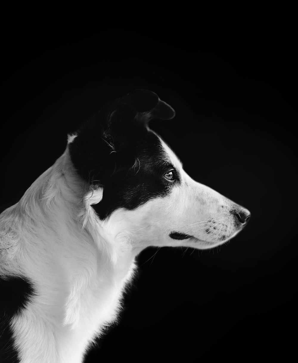 black and white shot of a dog portrait
