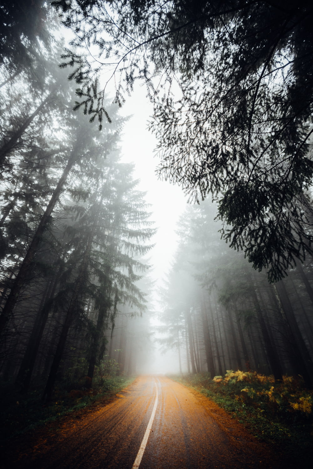 Straße in Wäldern mit Nebel über uns am Tag