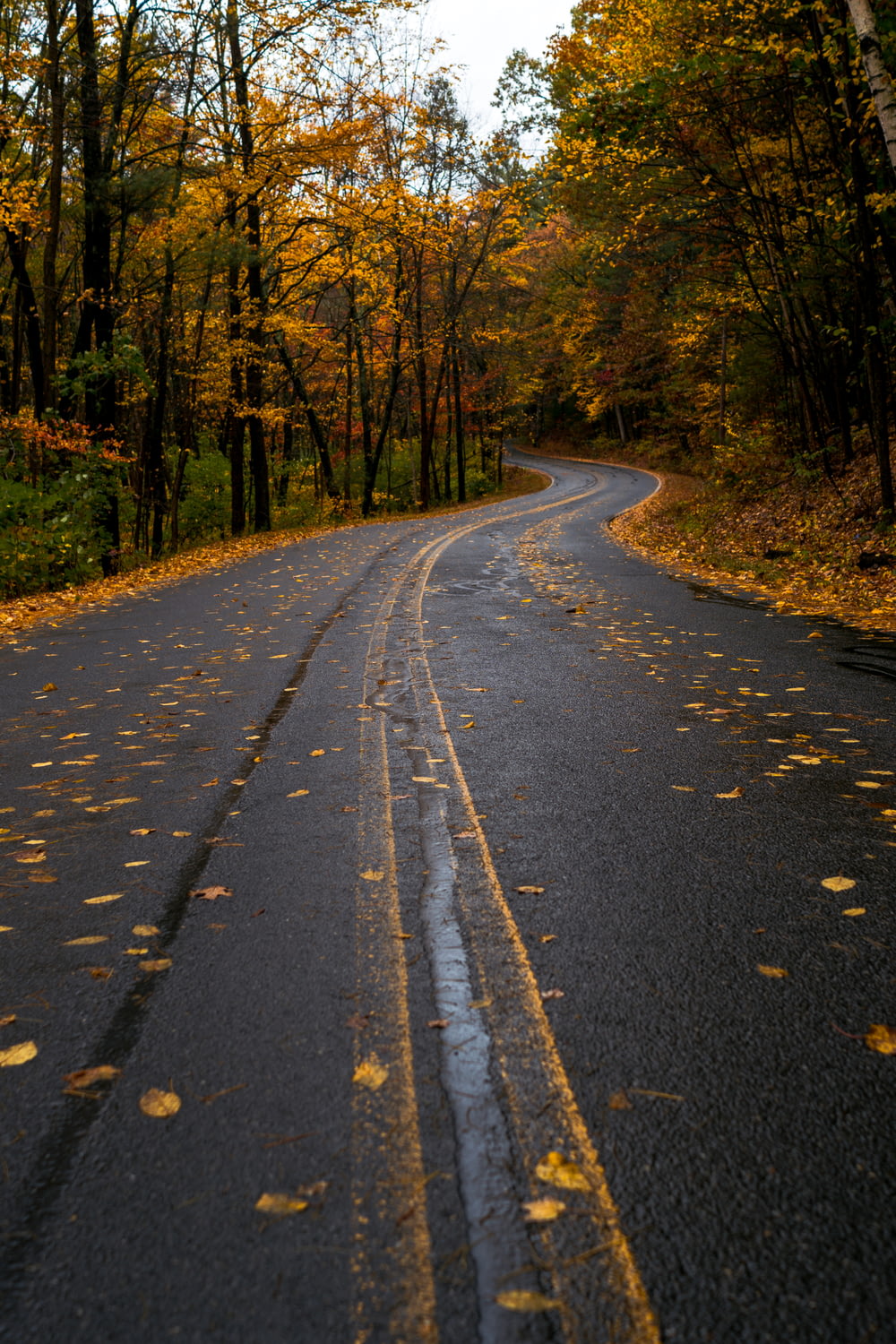 낮에 회색 콘크리트 도로에 떨어진 주황색 나뭇잎