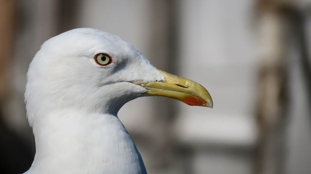 selective focus photo of white bird