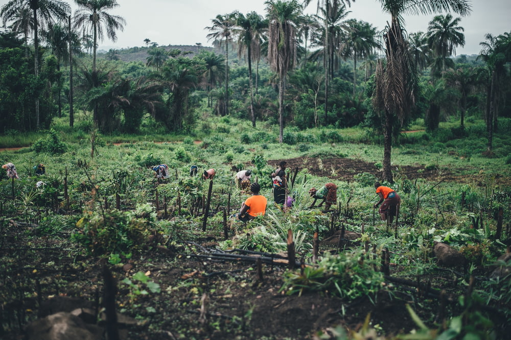 people planting near coconut trees