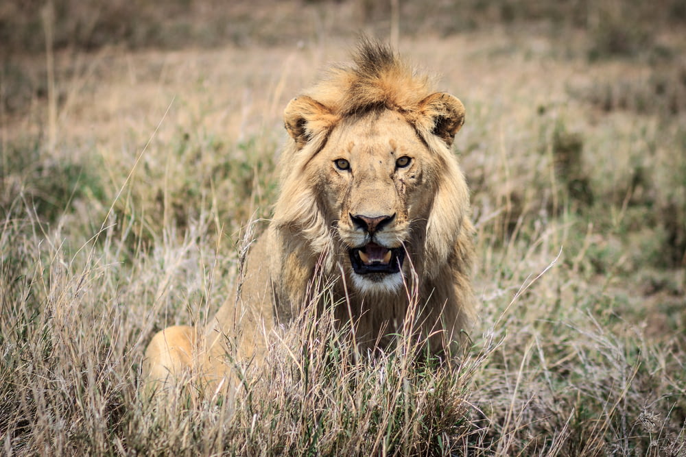 shallow focus photography of lion at wildlife