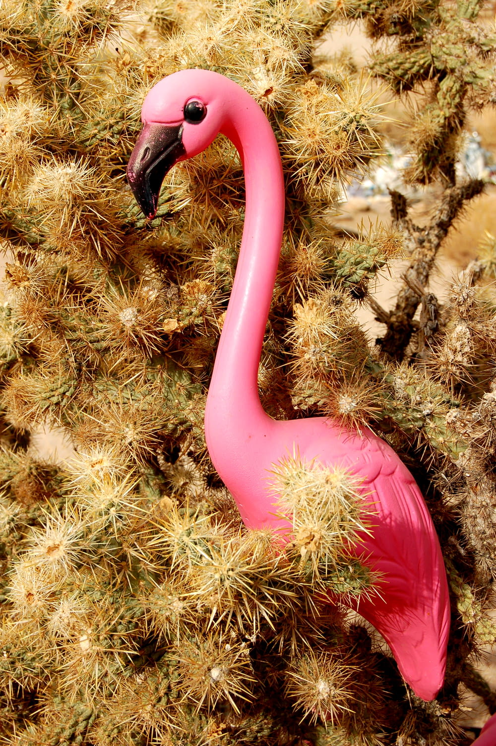 Flamingo plástico rosa na planta do cacto