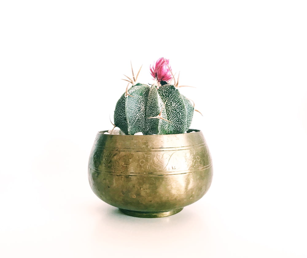 pink petaled flower cactus plant on brass-colored pot