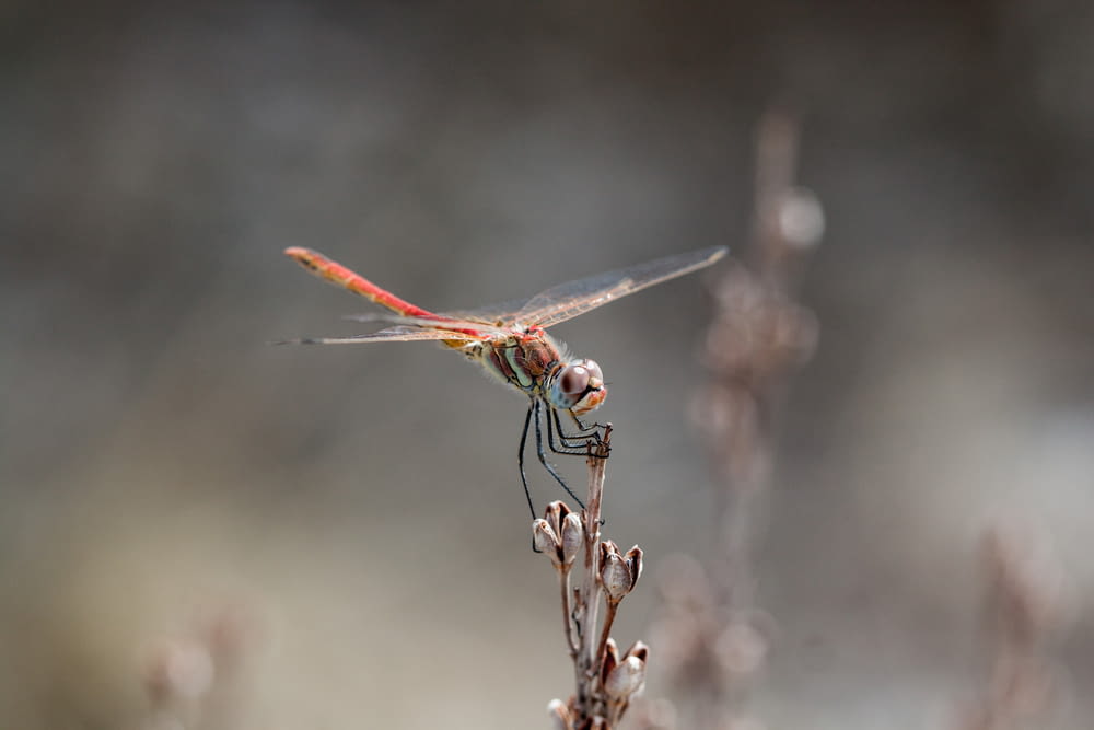 closeup focus photography of dragonfly