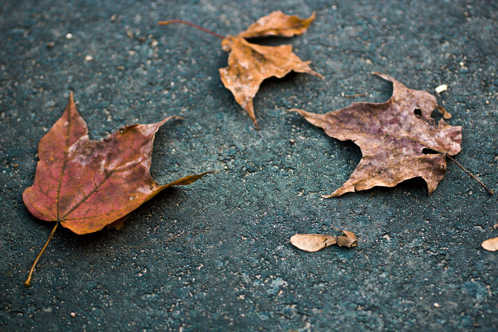 three dried leaves