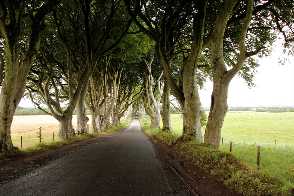 낮에는 나무 사이로 텅 빈 도로