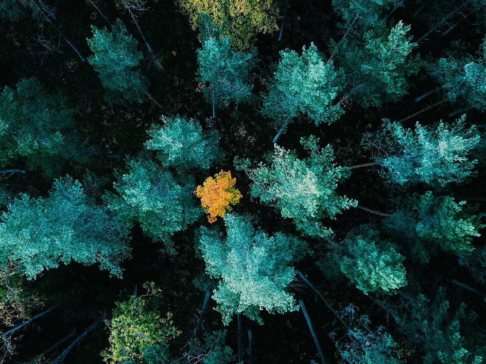 aerial view photography of green trees on woods