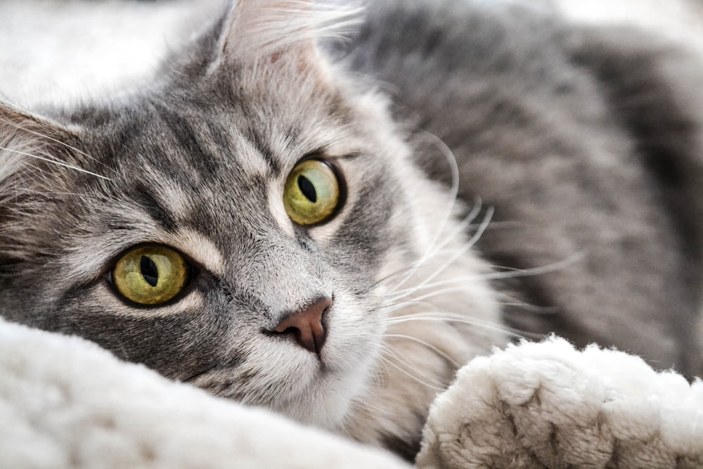 Fotografía de primer plano del gato atigrado gris y negro acostado sobre tela blanca
