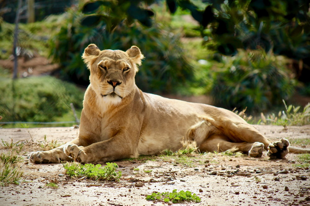 lioness lying on green grass