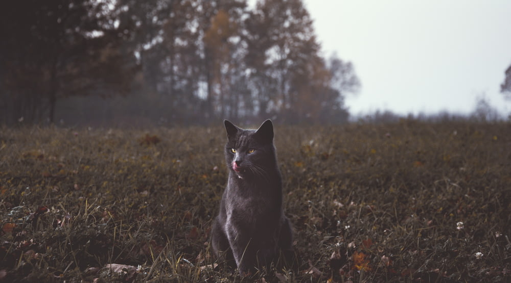 Selektives Fokusfoto einer grauen Katze, die auf grünem Gras sitzt