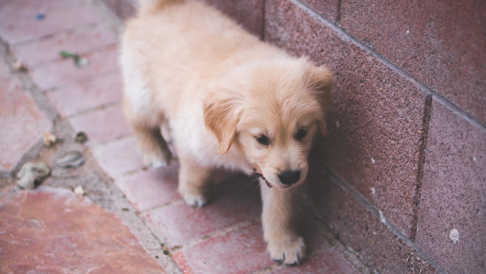 shadow depth of field photography of golden retriever puppy