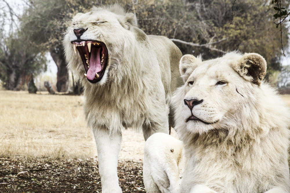 2頭の白獅子