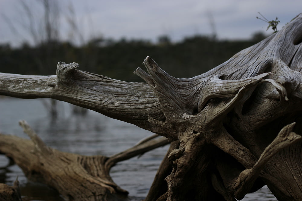 selective focus photo of brown driftwood