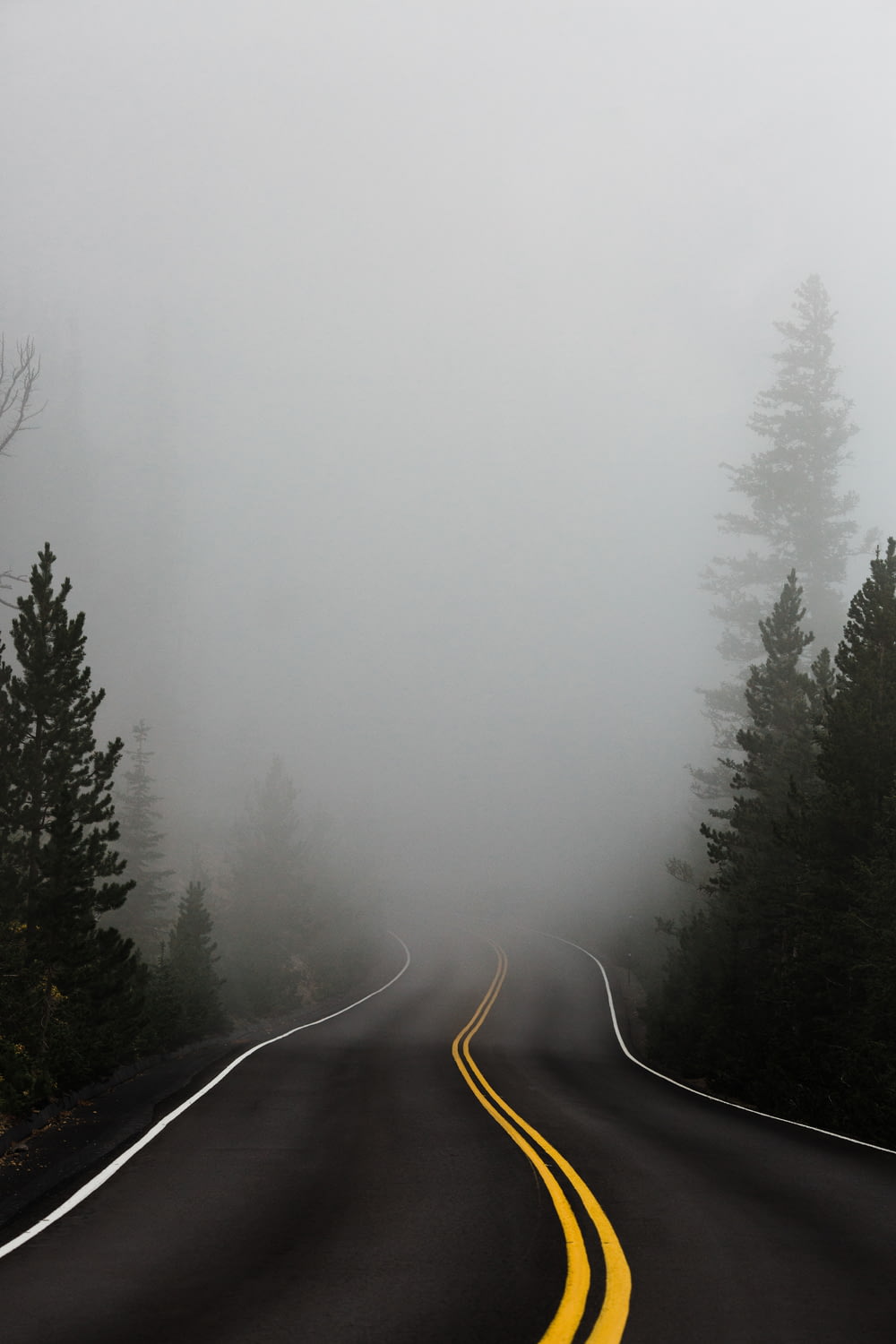 霧に包まれた木々に囲まれた空っぽの道