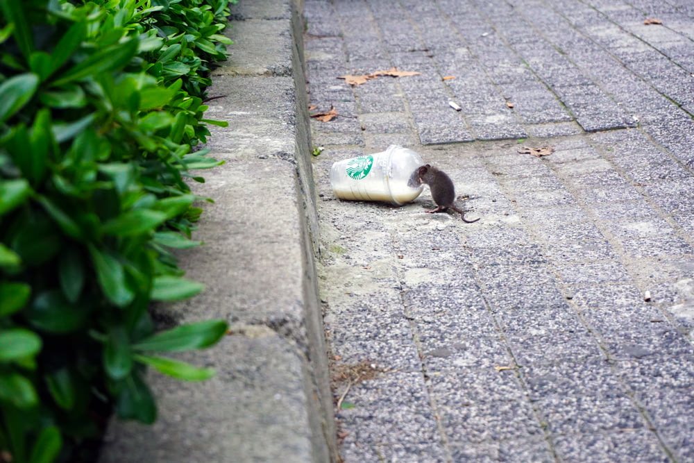 rat beside Starbucks plastic up