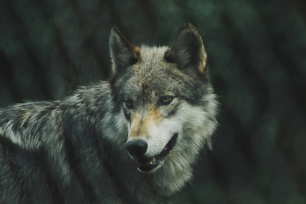 fotografia a fuoco selettiva del lupo grigio