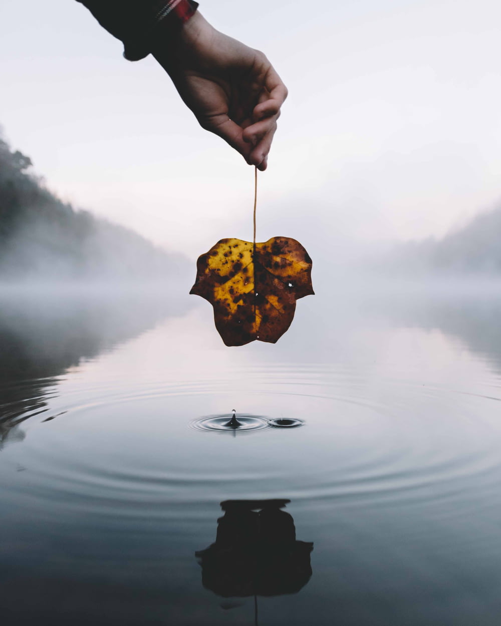 person holding withered leaf above body of water