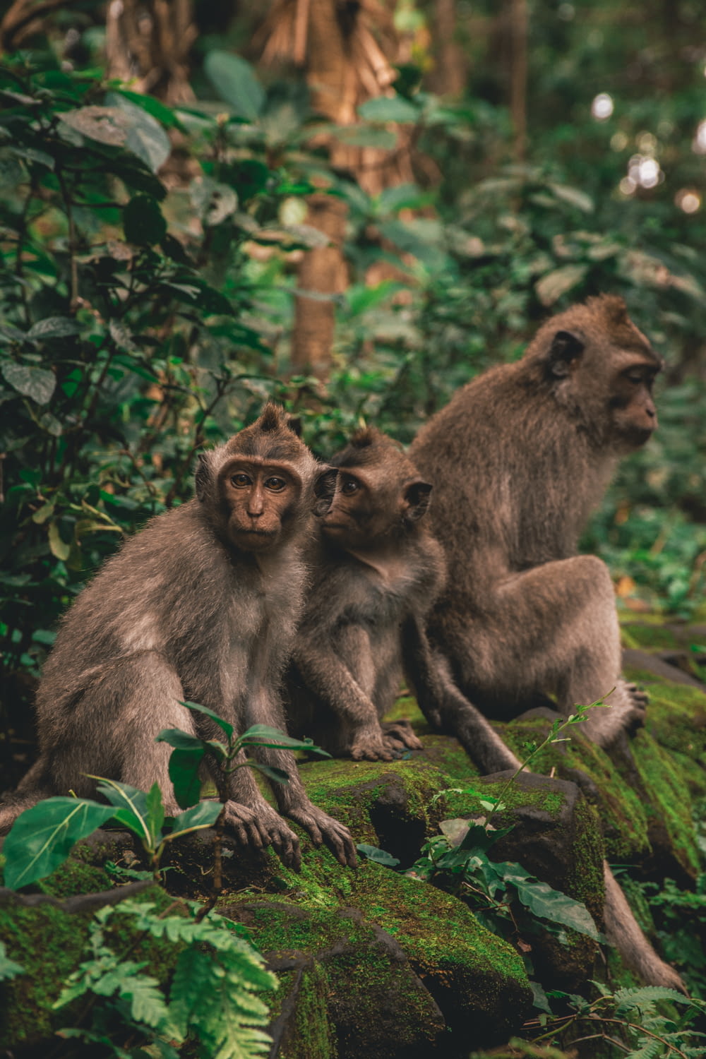 three brown monkeys