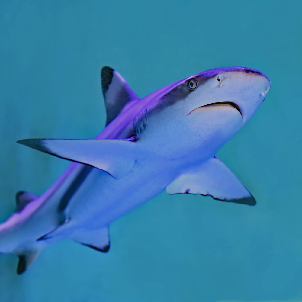 foto de tubarão cinza e branco