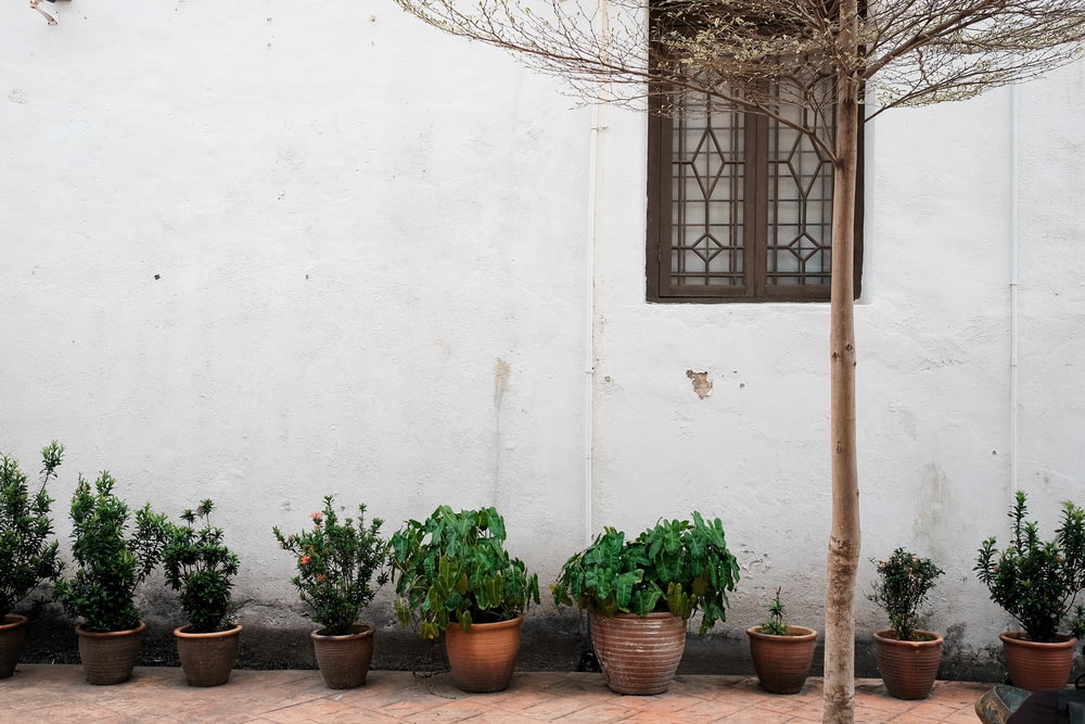 green plants on brown clay pots