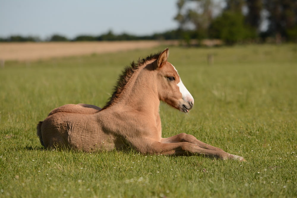 caballo en la hierba