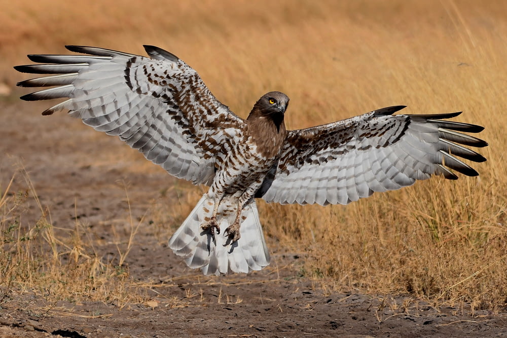 brown and beige falcon spreading wings near ground