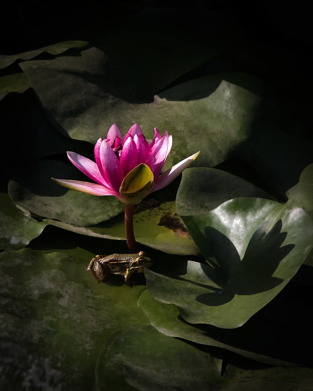 분홍색 꽃잎 꽃잎 옆에 회색 개구리 근접 촬영 사진