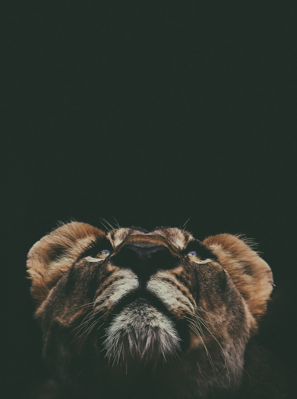 Leone marrone che guarda in alto nella fotografia con obiettivo macro