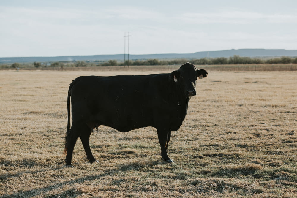 black cow on desert field